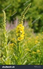 Image result for Verbascum phlomoides