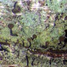 Attēlu rezultāti vaicājumam “Chaenotheca trichialis”