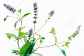 Image result for Mentha piperita