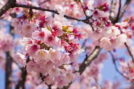 Attēlu rezultāti vaicājumam “Cerasus flower”