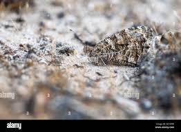 Attēlu rezultāti vaicājumam “Hipparchia semele underside”