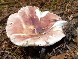 Attēlu rezultāti vaicājumam “Russula vesca”