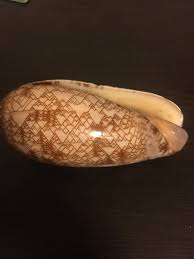 Image result for mountain top seashell