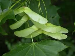 Attēlu rezultāti vaicājumam “Acer platanoides fruit”