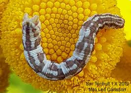 Attēlu rezultāti vaicājumam “Eupithecia centaureata”