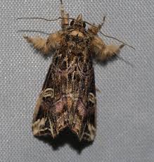 Attēlu rezultāti vaicājumam “Autographa excelsa”