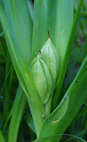 Attēlu rezultāti vaicājumam “Colchicum autumnale”