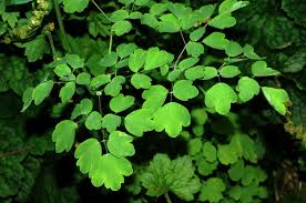 Attēlu rezultāti vaicājumam “Thalictrum aquilegifolium leaf”