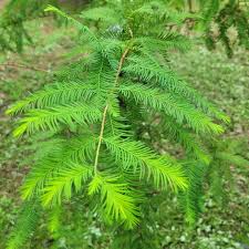 Attēlu rezultāti vaicājumam “Taxodium distichum”