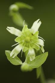 Attēlu rezultāti vaicājumam “Silene baccifera fruit”