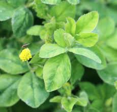 Attēlu rezultāti vaicājumam “Trifolium aureum leaf”