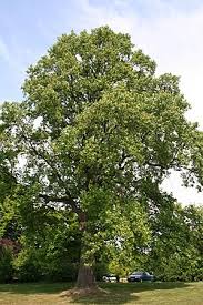 Attēlu rezultāti vaicājumam “Liriodendron tulipifera”