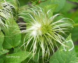 Attēlu rezultāti vaicājumam “Betula humilis male flower”