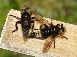 Attēlu rezultāti vaicājumam “Laphria gibbosa”