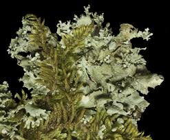 Attēlu rezultāti vaicājumam “Hypnum pallescens”