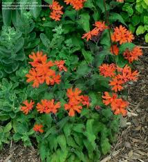 Attēlu rezultāti vaicājumam “Silene x arkwrightii Vesuvius flower”