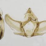 Attēlu rezultāti vaicājumam “Eupoecilia angustana”