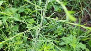 Attēlu rezultāti vaicājumam “Hemitrichia leiotricha stalked”