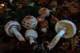 Attēlu rezultāti vaicājumam “Macrolepiota rhacodes var. bohemica”