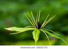 Attēlu rezultāti vaicājumam “Paris quadrifolia bud”