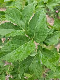 Image result for Angelica archangelica