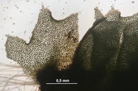 Attēlu rezultāti vaicājumam “Lophozia incisa”