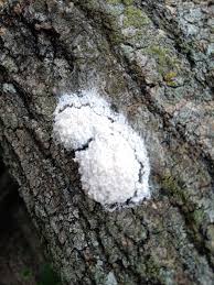 Attēlu rezultāti vaicājumam “Fuligo cinerea spores”