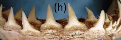 Image result for Negaprion acutidens