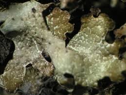 Attēlu rezultāti vaicājumam “Parmelia serrana”