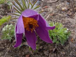 Image result for Pulsatilla