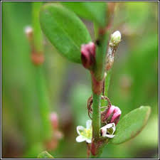 Attēlu rezultāti vaicājumam “Polygonum aviculare flower”