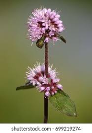 Attēlu rezultāti vaicājumam “Mentha aquatica leaf”