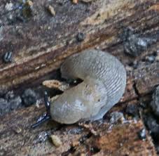 Attēlu rezultāti vaicājumam “Krynickillus melanocephalus”