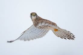 Attēlu rezultāti vaicājumam “Falco tinnunculus adult”