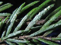 Attēlu rezultāti vaicājumam “Fellhanera subtilis”