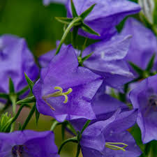 Image result for Glockenblumen