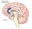 Figure 1 : The optimistic brain : Nature Neuroscience