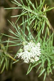 Attēlu rezultāti vaicājumam “Linaria loeselii leaf”