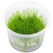 Attēlu rezultāti vaicājumam “Amblystegium serpens macro”