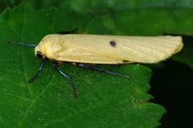 Attēlu rezultāti vaicājumam “Lithosia quadra female”