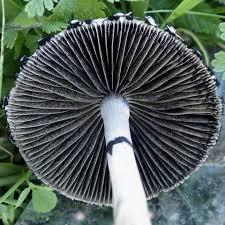 Attēlu rezultāti vaicājumam “Panaeolus papilionaceus”