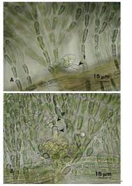 Attēlu rezultāti vaicājumam “Batrachospermum moniliforme”