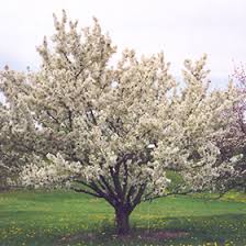 Attēlu rezultāti vaicājumam “Malus x zumi”