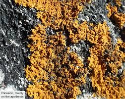 Attēlu rezultāti vaicājumam “Xanthoriicola physciae”