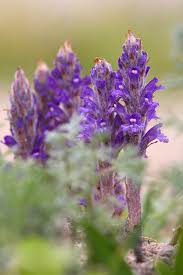 Attēlu rezultāti vaicājumam “Orobanche coerulescens bud”