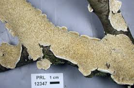 Attēlu rezultāti vaicājumam “Irpex lacteus”