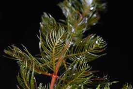 Attēlu rezultāti vaicājumam “Myriophyllum alterniflorum leaf”