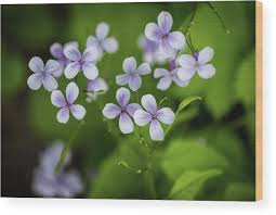 Attēlu rezultāti vaicājumam “Lunaria rediviva”