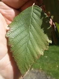 Attēlu rezultāti vaicājumam “Alnus incana leaf”
