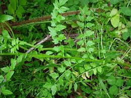 Attēlu rezultāti vaicājumam “Cardamine impatiens leaf”
